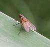 Phaonia rufiventris